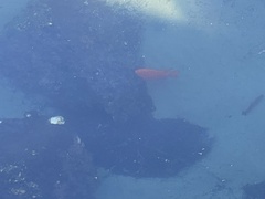 Hypsypops rubicundus