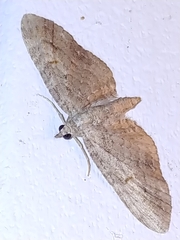 Eupithecia graefii