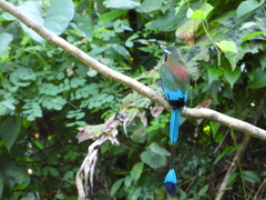 Eumomota superciliosa