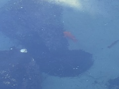 Hypsypops rubicundus