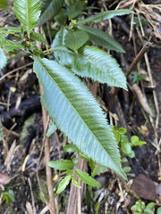 Caldcluvia paniculata