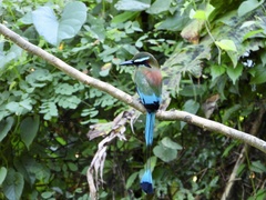 Eumomota superciliosa