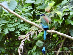 Eumomota superciliosa