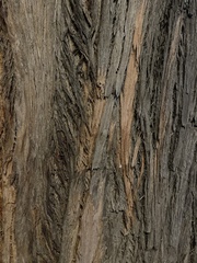 Eucalyptus cinerea