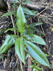 Caldcluvia paniculata