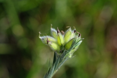 Liparia umbellifera