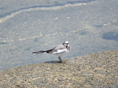 Motacilla alba lugens