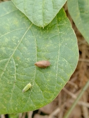 Clovia bipunctata