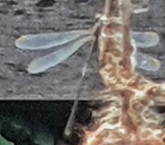 Lestidae
