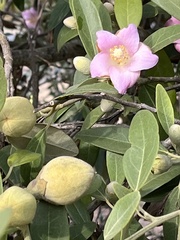 Lagunaria