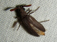 Rhipiceridae