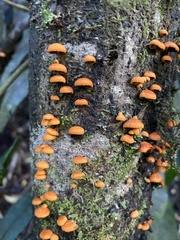 Anthracophyllum discolor