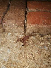 Opistophthalmus