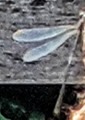 Lestidae