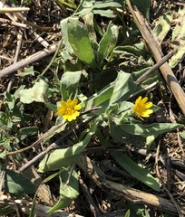 Calendula arvensis