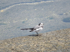 Motacilla alba lugens