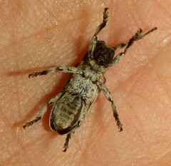 Hecyromorpha plagicollis