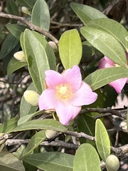 Lagunaria