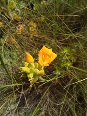 Ornithogalum dubium