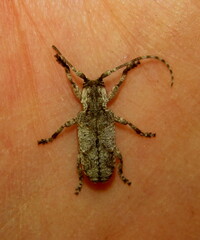 Hecyromorpha plagicollis