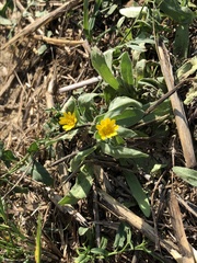 Calendula arvensis
