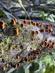 Anthracophyllum discolor