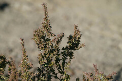 Artemisia sericea