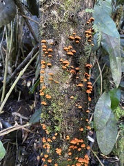 Anthracophyllum discolor