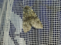 Polymixis xanthomista