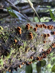 Anthracophyllum discolor