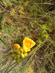 Ornithogalum dubium
