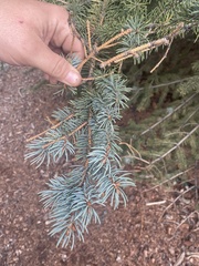 Picea
