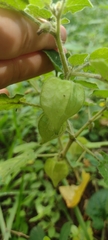 Physalis