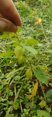 Physalis