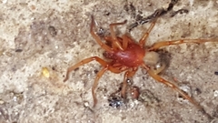 Dysdera