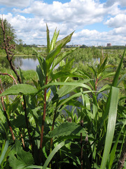 Solidago × snarskisii