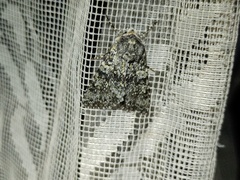 Polymixis xanthomista