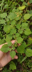 Physalis