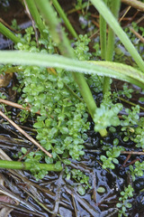 Galium palustre