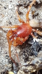 Dysdera
