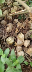 Physalis