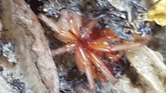 Dysdera