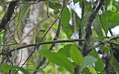 Myiophobus flavicans