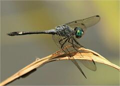Micrathyria aequalis