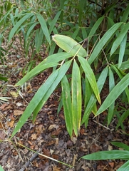 Pseudosasa japonica