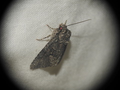 Dryobotodes monochroma