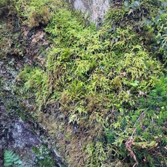 Eurhynchium