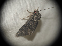 Dryobotodes monochroma