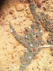 Mesembryanthemum canaliculatum