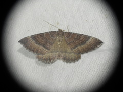 Larentia clavaria
